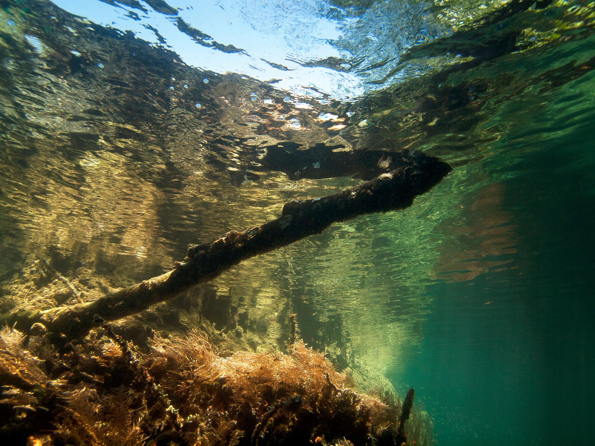Underwater environment illustrating remote robotic inspection conditions